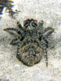Carrhotus xanthogramma