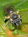 Andrena sp.